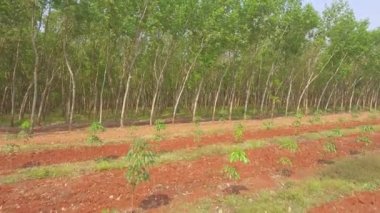 Yeşil kauçuk ağaçlara doğru uç