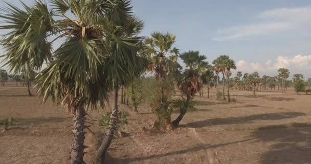 在糖棕榈树上向上飞 带着塑料容器的圆圆的挂毯 背靠在他的肩上 上面塞满了棕榈汁 — 图库视频影像