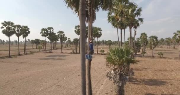 Voar Torno Toddy Tapper Escalando Uma Palmeira Para Coletar Seiva — Vídeo de Stock