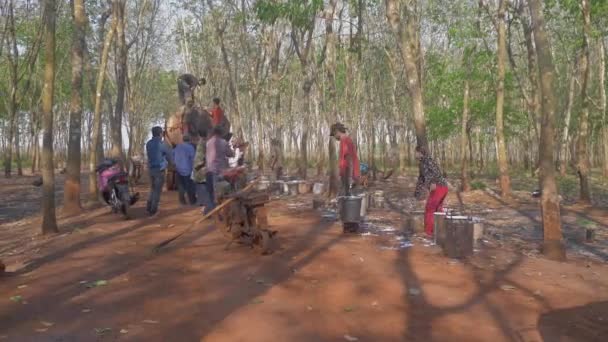 Karet Segar Akan Dimasukkan Dalam Karet Tangki Kecil — Stok Video