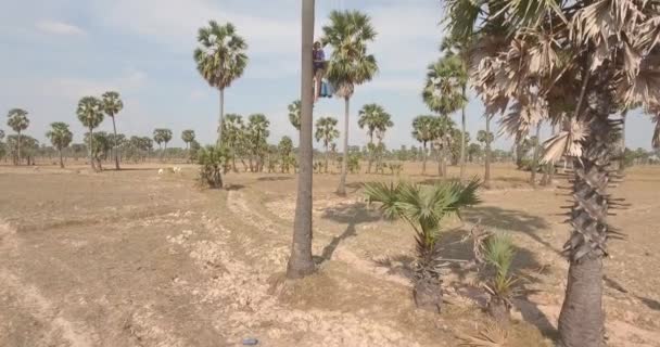 Drone View Toddy Tapper Climbing Palm Tree Collect Palm Sap — Αρχείο Βίντεο