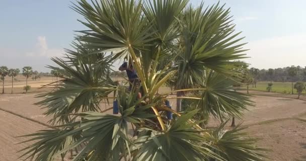 椰子の木の上にある椰子の樹液を採取するトッディペーパーのドローンビュー — ストック動画