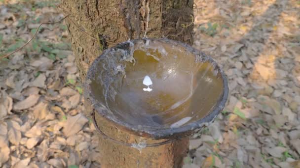胶乳掉进了一个悬挂在种植园里的橡胶树上的塑料杯里 — 图库视频影像