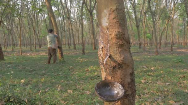 Nahaufnahme Eines Plastikbechers Der Einem Angezapften Gummibaum Einer Plantage Hängt — Stockvideo