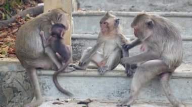 Maymun, taş bir merdivenin sırt yüzeyinde bir diğerini tımar ediyor; bebek maymun onların yanında oynuyor (yakın çekim )