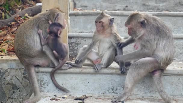 Maymun Taş Bir Merdivenin Sırt Yüzeyinde Bir Diğerini Tımar Ediyor — Stok video