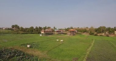 Tarlada ineklerin üzerinden uç. Arka planda yapım aşamasındaki bungalovlar