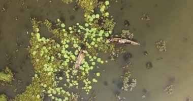 Kadınları yedek kanoda dönüşümlü olarak çekiyorlar. Gölde nilüfer çiçekleri topluyorlar.
