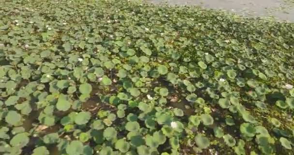 Rising Revealing Lotus Field Pond Small Village Backdrop — Stock Video