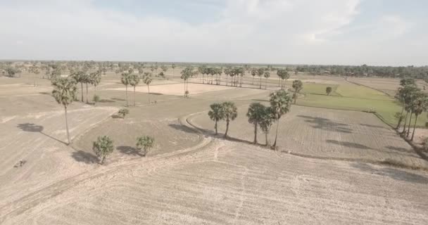 低空飞过田野里的糖棕榈树 — 图库视频影像
