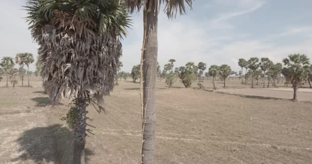 Klapprige Leiter Aus Bambus Die Der Palme Befestigt Ist — Stockvideo