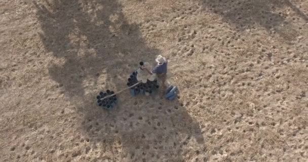 Fly Revealing Toddy Tapper Carrying Plastic Bottles Palm Trees Collect — Stock Video