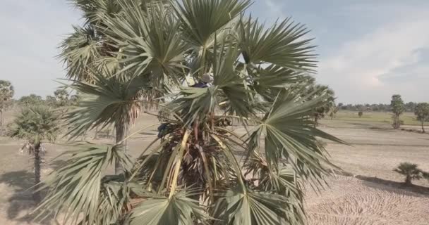 Drone Vista Toddy Afilamento Coleta Seiva Palma Topo Palmeira — Vídeo de Stock