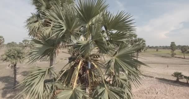Drone Vista Toddy Afilamento Coleta Seiva Palma Topo Palmeira — Vídeo de Stock
