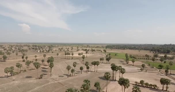 Fly Downwards Sugar Palm Tree Fields — Stock Video