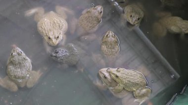 Erkek kurbağa, dişiyi arkadan kurbağalarla yakalar.