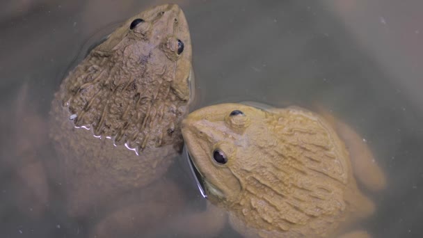 Près Deux Crapauds Grenouilles Dans Eau — Video