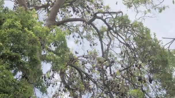 Αποικία Νυχτερίδων Που Κρέμονται Ανάποδα Ένα Τεράστιο Δέντρο — Αρχείο Βίντεο