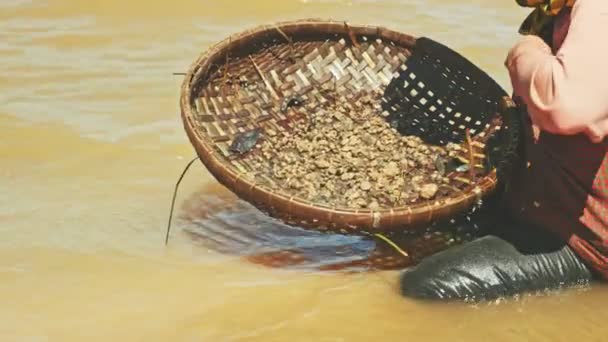 Woman harvests clams — 图库视频影像