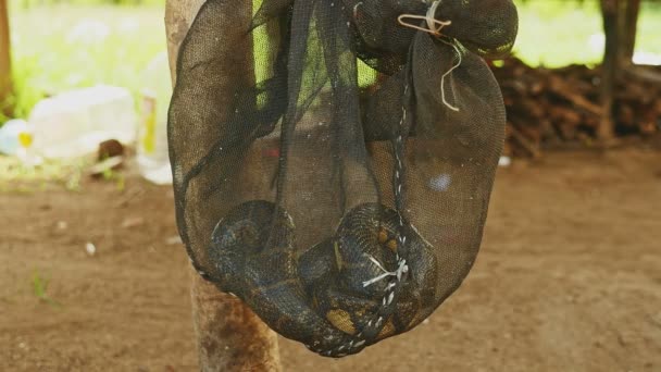 Snake captured moving into a net bag — Stockvideo