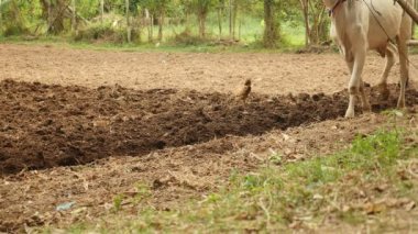 Land is ploughed by a plough worked by two cows