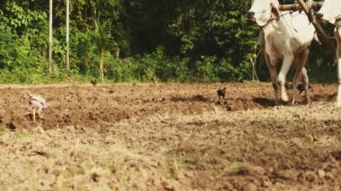 Land is ploughed by a plough worked by two cows