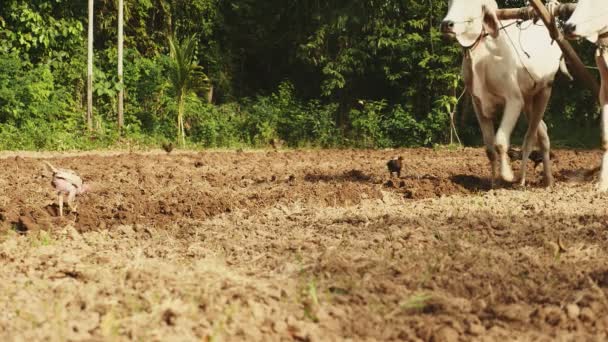 Land is ploughed by a plough worked by two cows — Stock Video