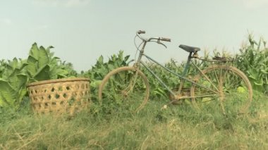  Bisiklet ve bambu sepet tütün alanları kenarında yan yana yerleştirilmiş.