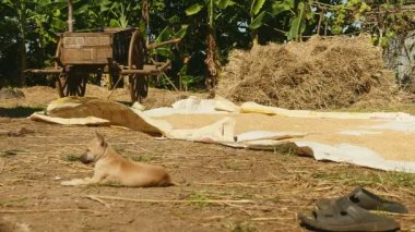 Pirinç güneşte kurutma bir çiftlik avlusu toprağa tohum; Vahşi köpek ön plan, samanlık ve fon olarak ahşap sepeti yalan