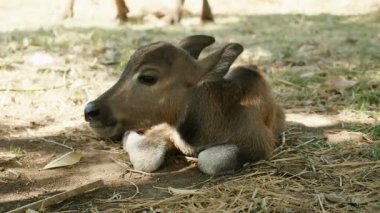 ağaç gölge altında kendi tarafında uyuyan bir bufalo buzağı yakın çekim