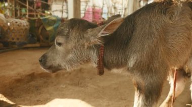 ilk kez bir ahırda ayakta bir bufalo buzağı aşırı close-up; Işığı ona dar mili