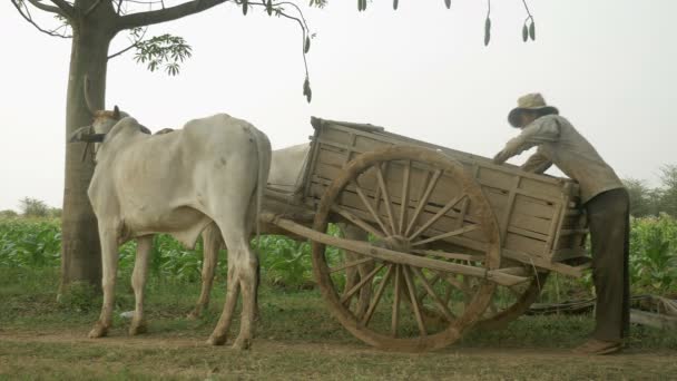 タバコの柔軟な灌漑パイプを取る農家が牛によって駆動される彼のカートのうちフィールド (クローズ アップ ) — ストック動画