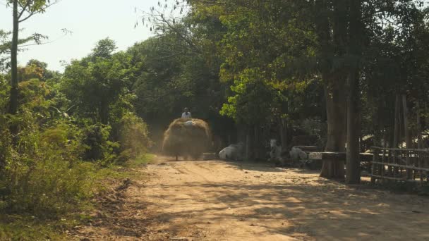 Vue arrière d'un agriculteur chevauchant une charrette à cheval lourdement chargée de paille de riz sur la route du sentier — Video