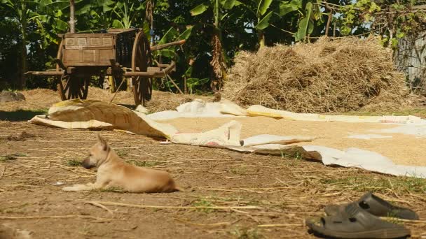 Semillas de arroz secado al sol en el suelo en un corral; Perro salvaje acostado en primer plano, pajar y carro de madera como telón de fondo — Vídeo de stock