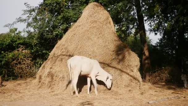 Λευκή αγελάδα ξαπλωμένη στους πρόποδες από ένα ψηλό haystack στον προαύλιο χώρο αγροκτήματος — Αρχείο Βίντεο