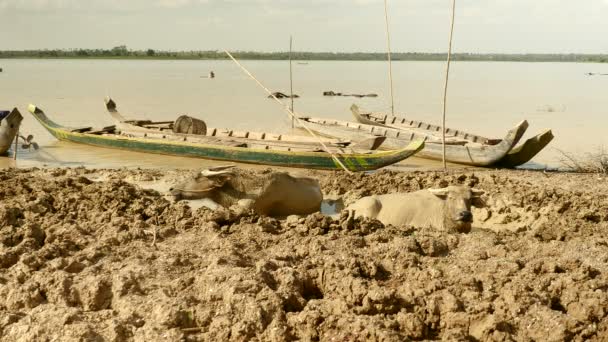 Bawoły wodne leżące w mętnych wodach płytkich pobliżu boksu kajaki przywiązanego do brzegu rzeki — Wideo stockowe