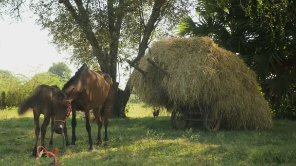 Каштановый жеребенок, кормящий грудью свою мать перед телегой, перегруженной сеном в поле — стоковое видео
