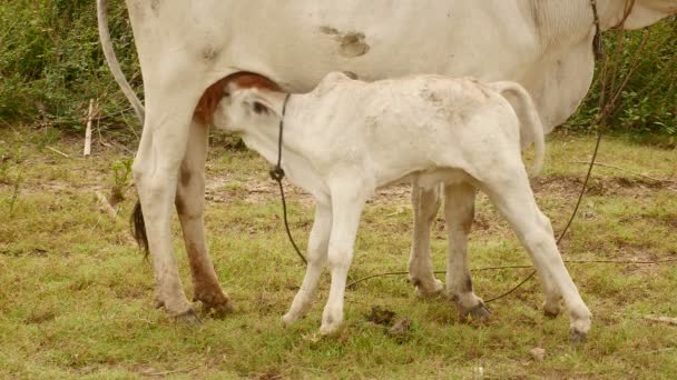 Λευκό μόσχο πιπίλισμα μέχρι το γάλα από τη μητέρα του σε ένα πεδίο (κοντινό πλάνο) — Αρχείο Βίντεο