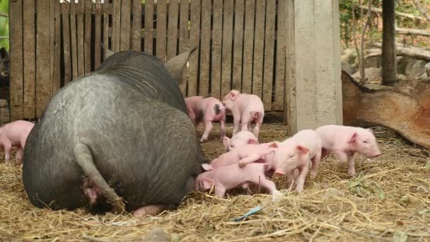 Sau mit dichtem Fell, die auf einem Hof liegt und Ferkel, die versuchen, Zitzen zu greifen — Stockvideo