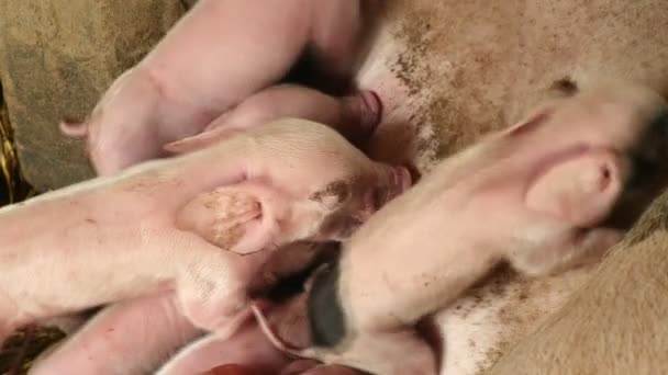 Newborn piglets grasping the sow's teats and suckling their mother's milk — Stock Video