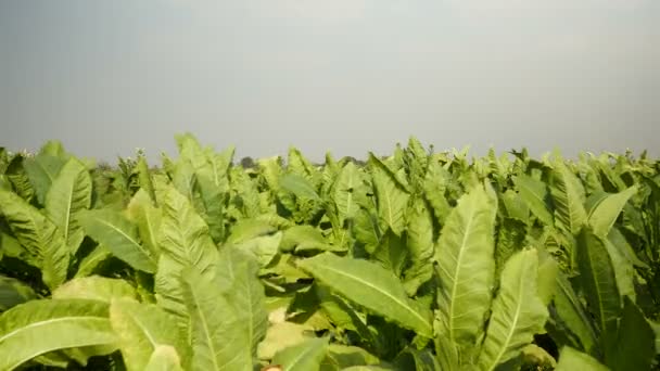 Hojas de tabaco balanceándose en el viento — Vídeos de Stock