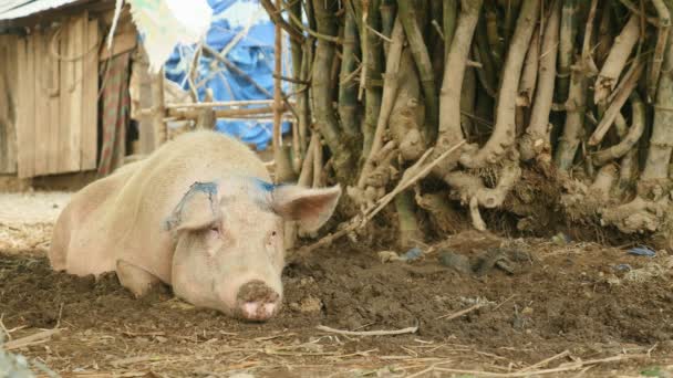 Vue de face sur un cochon attaché à un arbre et couché dans la boue sur le sol — Video