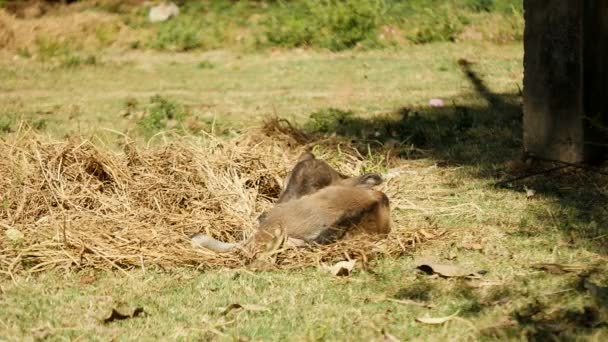 Baby buffalo liggande på hö i ett fält som vinden blåser — Stockvideo