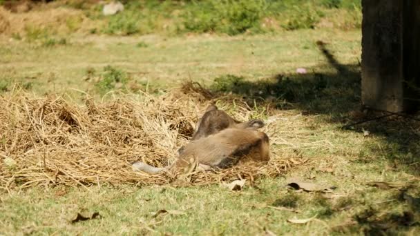 Rüzgar esiyor olarak bir alanda saman üzerinde yatarken bebek buffalo — Stok video