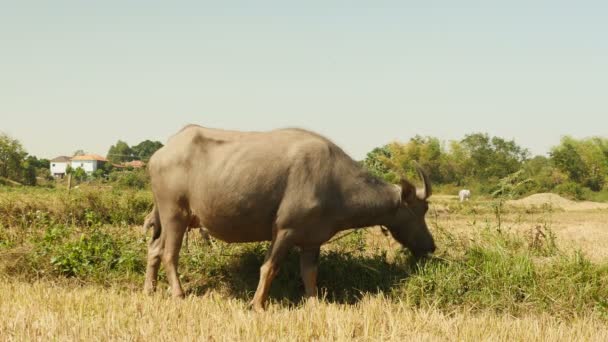 Waterbuffel vastgebonden met touw en kalf grazen in een veld (Close-up ) — Stockvideo