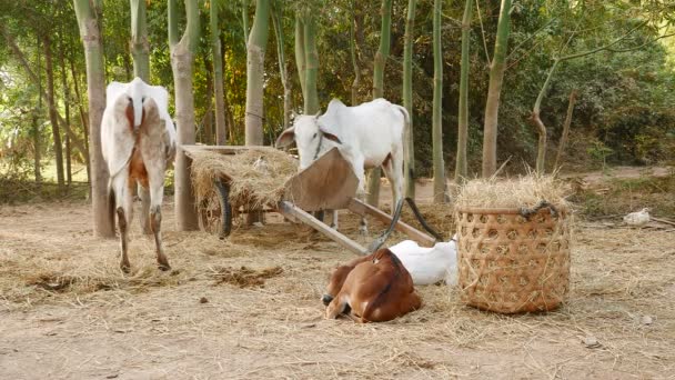 Vaches blanches maigres mangeant du foin dans une ferme, veaux couchés sur le sol et volailles picorant autour — Video