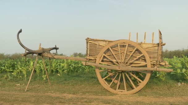 Fából készült kocsi, vidéki úton hátteret dohány mező — Stock videók