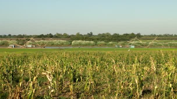 Зелене кукурудзяне поле та рятувальники з китайськими рибальськими сітками на річці на задньому плані — стокове відео