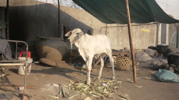 Unga Ko äter majs agnar i gatan. Majskolvar som kokar i en stor gryta över öppen eld som bakgrund — Stockvideo