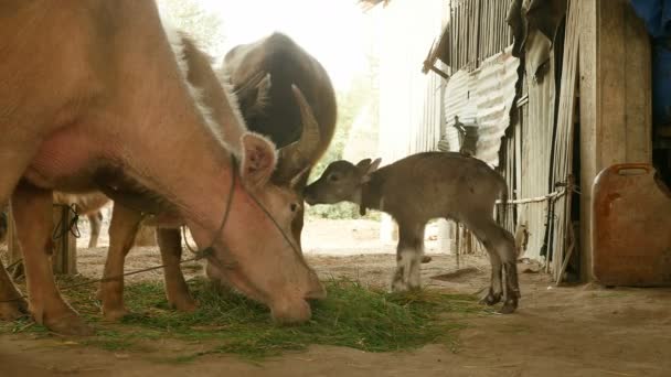 水牛小牛第一次站在他的母亲旁边的谷仓里, 用绳子吃草 — 图库视频影像